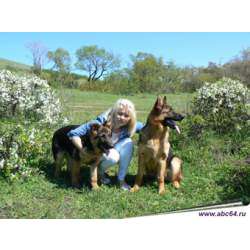 Тибетский терьер