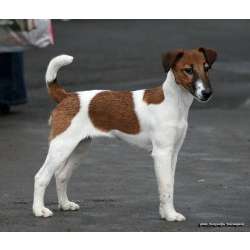 Гладкошёрстный фокстерьер