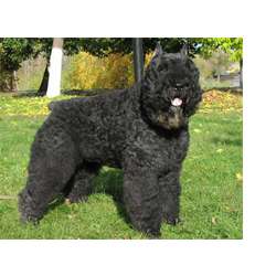 Фландрский бувье (Бувье Де Фландр, Бельгийская гуртовая собака)