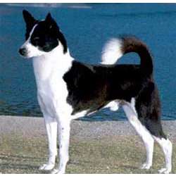 Ханаанская собака