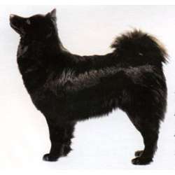 Шведский лапхунд (Лапландский Шпиц, Шведская лопарская лайка)