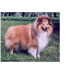 Шелти (Шетландская овчарка)