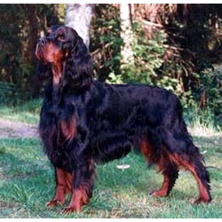 Шотландский сеттер (Гордон Сеттер)