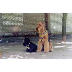 Шотландский терьер (Скотч Терьер)