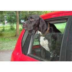 Английский пойнтер (Пойнтер)