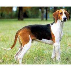 Англо-французская гончая (Малый венери, Венери)