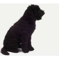 Барбет (Французская Водяная Собака)