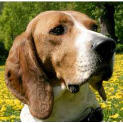 Бигль-харьер