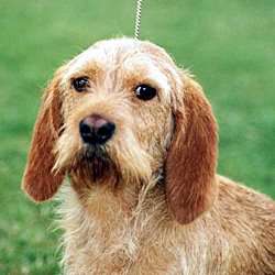 Бретонский палевый бассет (Бретонский Бассет, Рыжий Бретонский Бассет)