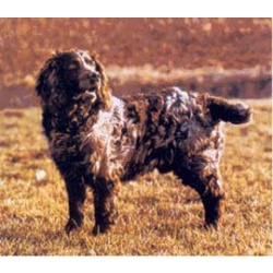 Вахтельхунд (Немецкий Спаниель, Немецкая перепелиная собака)