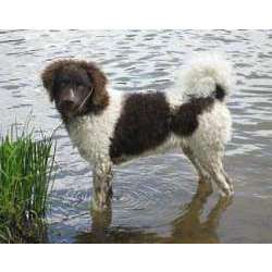 Веттерхун (Голландский Водяной Спаниель)