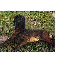 Ганноверская гончая