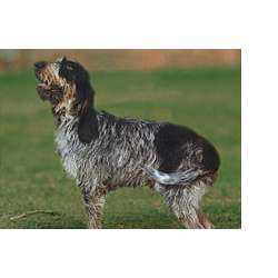 Голубой гасконский гриффон