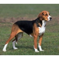 Гончая Гамильтона (Гамильтонстёваре)