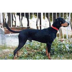 Греческая заячья гончая (Эллинский Икнилатис)