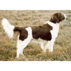 Дрентская куропаточная собака (Голландский партийсхонд)