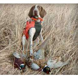 Итальянский бракк (Итальянский Пойнтер, Итальянский Сеттер)