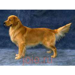 Золотистый Ретривер