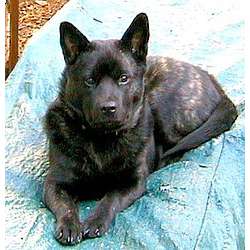 Кай (Тигровая собака, Каи, Тора Ину, кошу-тора, кай-кен)