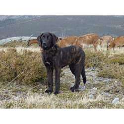 Као де кастро лаборейро (португальская пастушья собака)