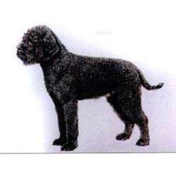 Лаготто романьоло (Лаготто Ромагноло)