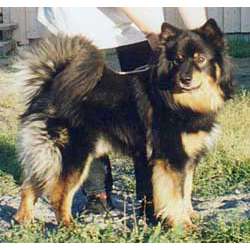 Лапинпорокойра (Лапландская оленегонная собака, лопарская оленегонная)