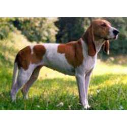 Малая швейцарская гончая