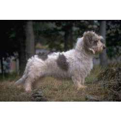 Малый вандейский бассет-грифон (Петит Бассет Гриффон)