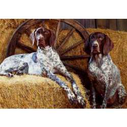 Немецкий курцхаар (Немецкая Короткошерстная Легавая, Немецкий короткошерстный пойнтер)