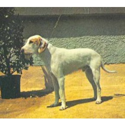 Немецкий штихельхаар (Штихельхаар, Немецкая Иглошерстная Легавая)