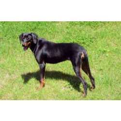 Планинская гончая (югославская горная гончая)