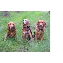 Польский огар