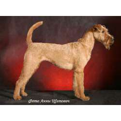 Ирландский терьер