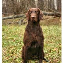 Прямошерстный ретривер (флет)