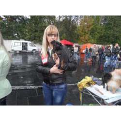 Пти-брабансон (малый брабансон, петит брабансон, брабантский гриффон)