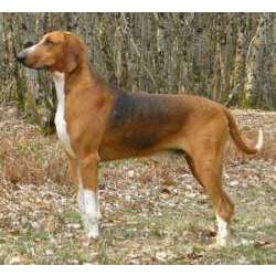 Пуатвинская гончая (Пойтевин)