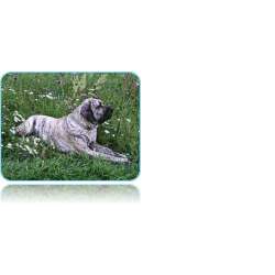 Санмигельская овчарка