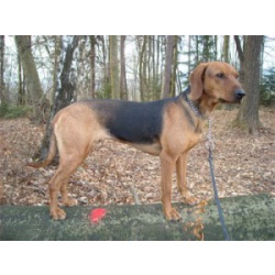 Сербская гончая (Балканская Гончая, югославская гончая)