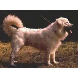 Словацкий чувач