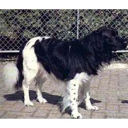 Стабихон (стабихунжэ, стэбихун)