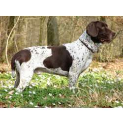 Стародатская легавая (Гаммель Данск Хонсехунд)