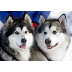 Аляскинский маламут