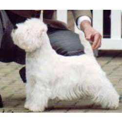 Уэст хайленд уайт терьер (Вест Хайленд Уайт Терьер)