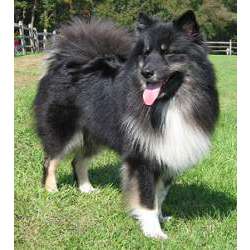 Финский лаппхунд (Суоменлапинкойра, лапинкойра)