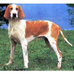Французская бело-оранжевая гончая
