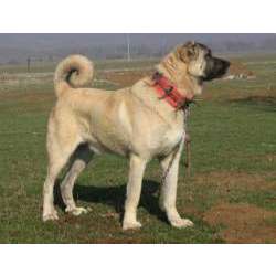 Кангал (Карабаш, Анатолийская собака)