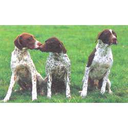 Французский бракк пиренейского типа