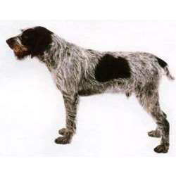 Чешский фоусек (Чешская жесткошерстная легавая)