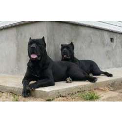 Кане Корсо Италлиано