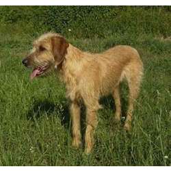 Штирийская гончая (Штирийский брак)